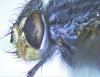 Calliphora vicina